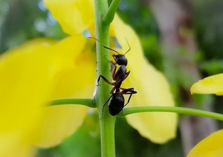 Carpenter Ant!