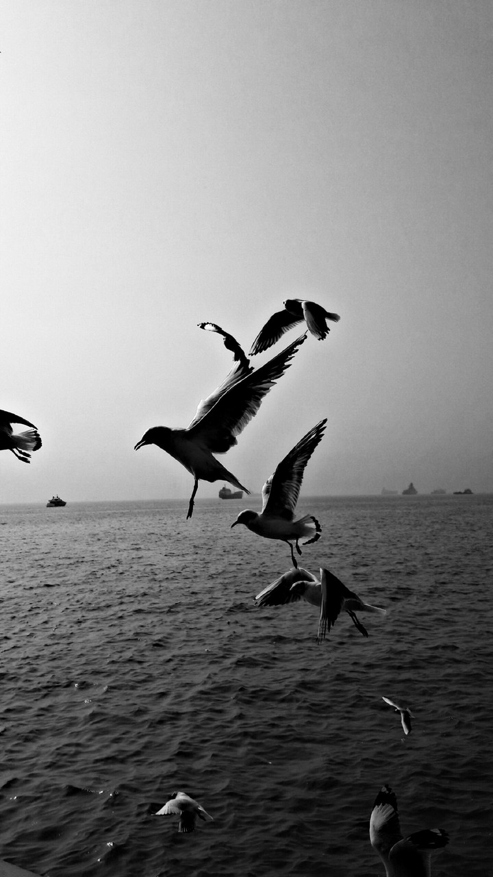 flight