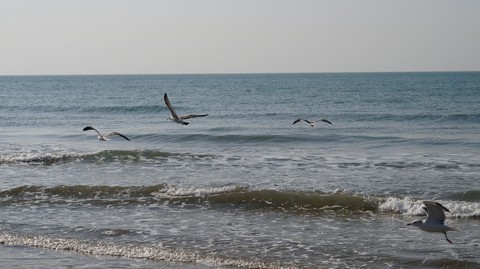 Seagulls