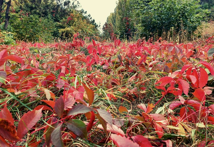 fall1