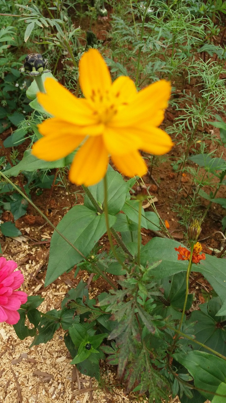 꽃