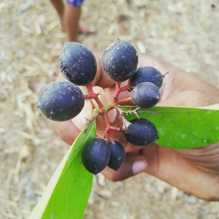 Karmda