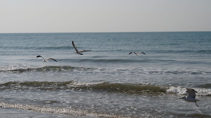 Seagulls
