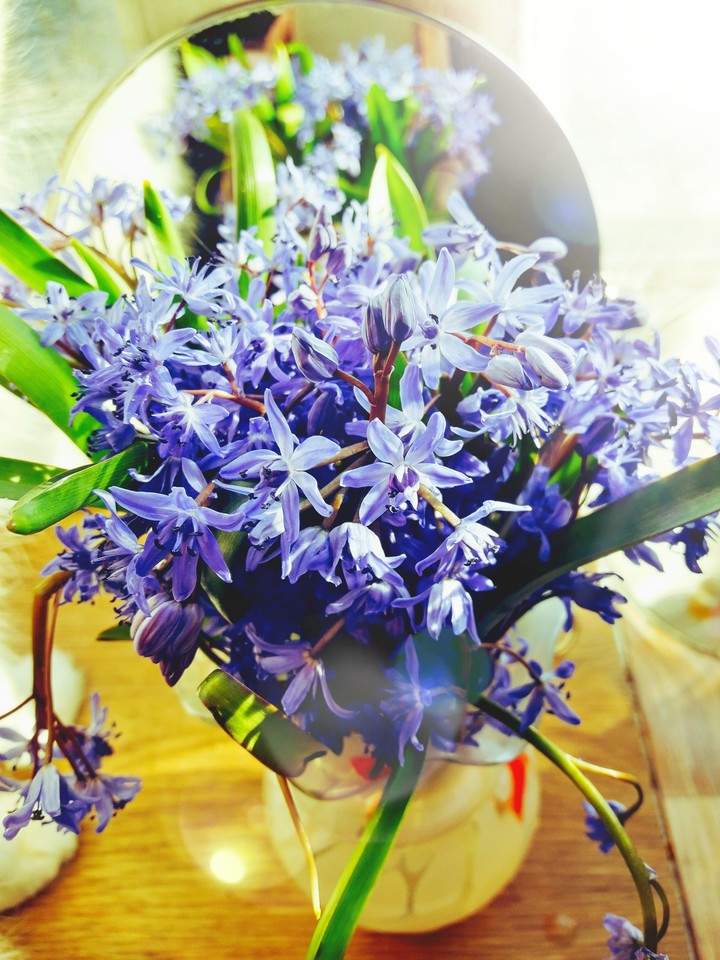 Beauty flowers