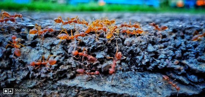 red ant