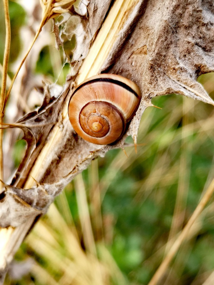Schnecke auf trockenem Distelblatt