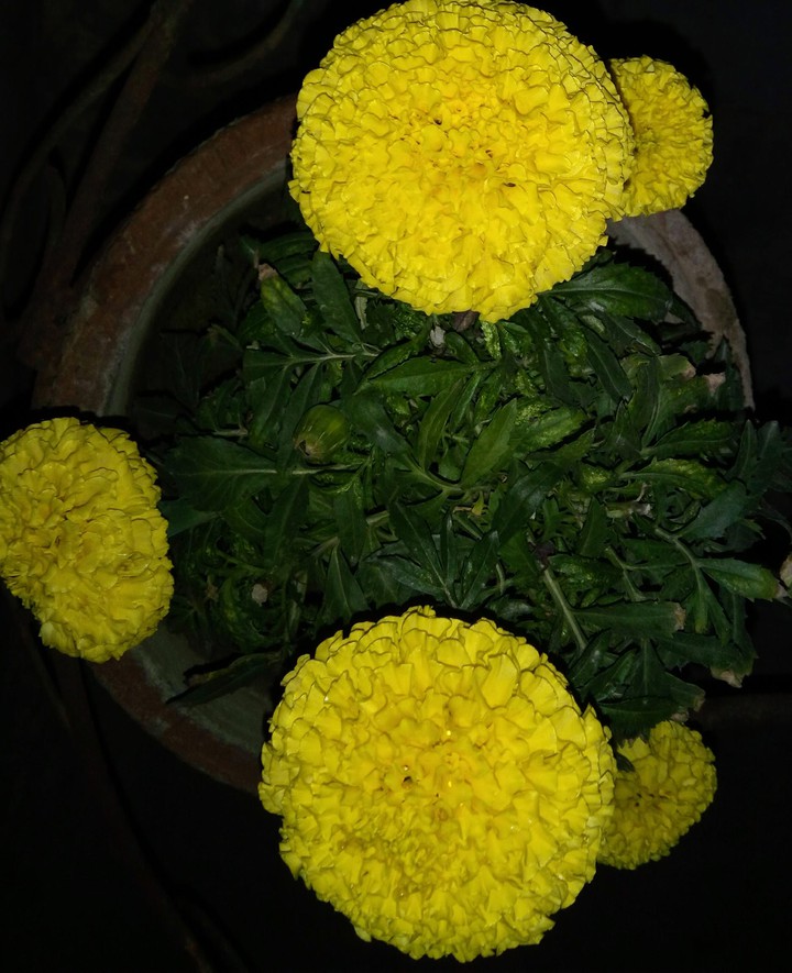marigold
