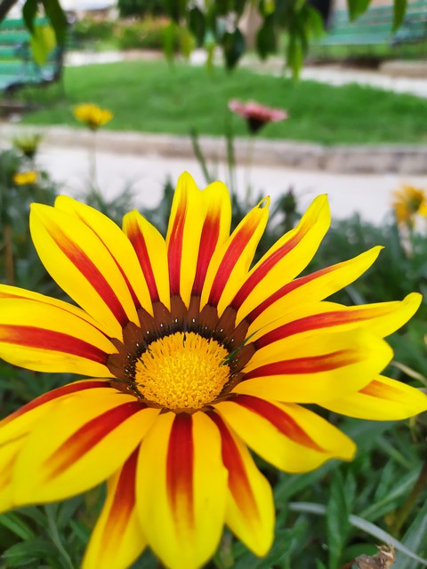primavera