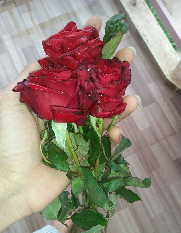 lovely roses