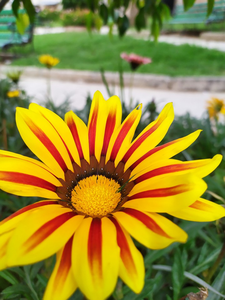 primavera