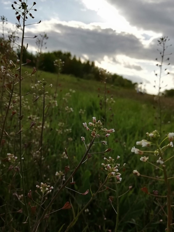 spring