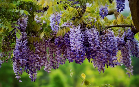 lilac, buddleia achtergronden