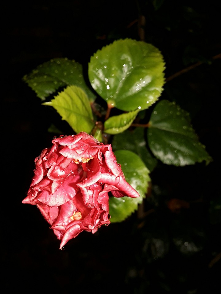 Amazing Flower