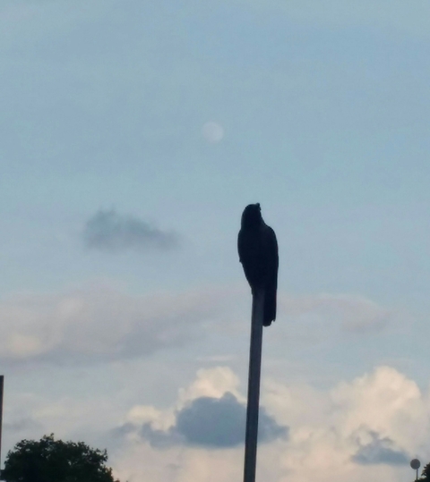 Bird and moon
