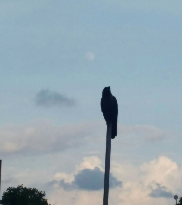 Bird and moon