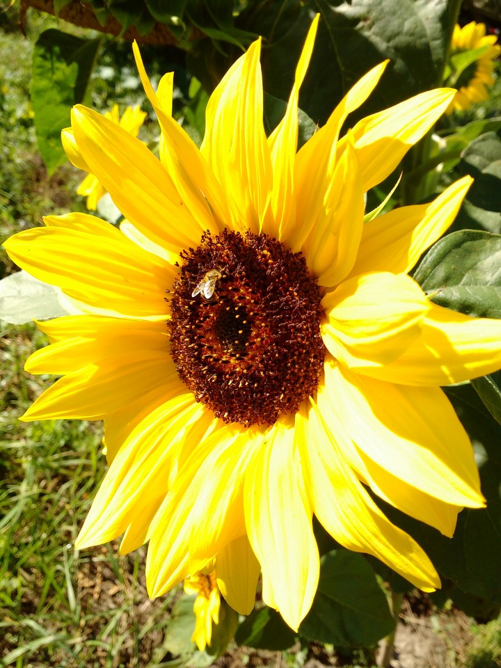 sunflower