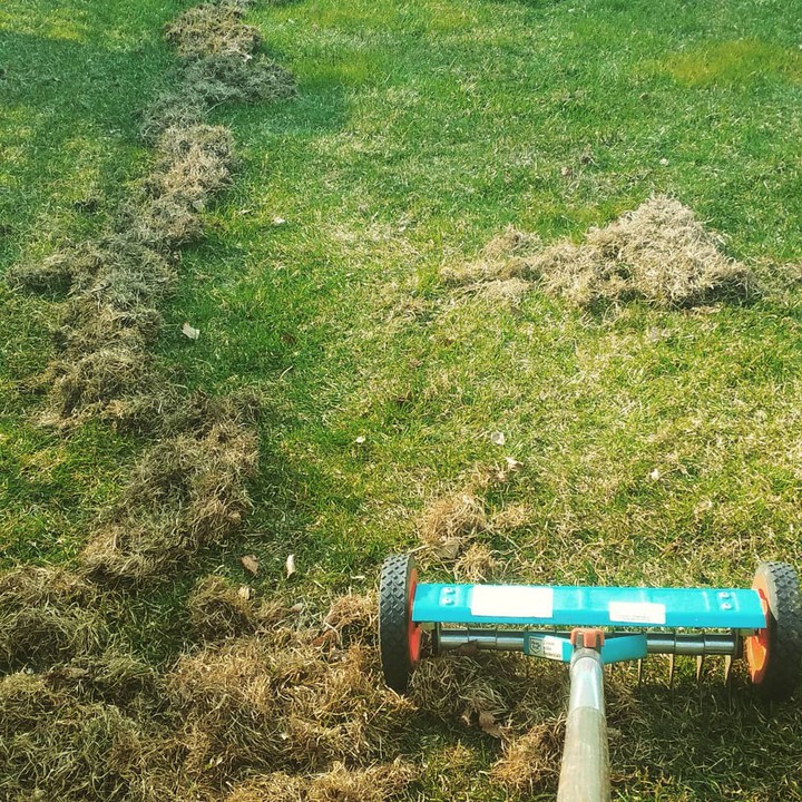 grass