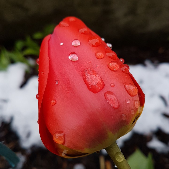 Tulpe 
