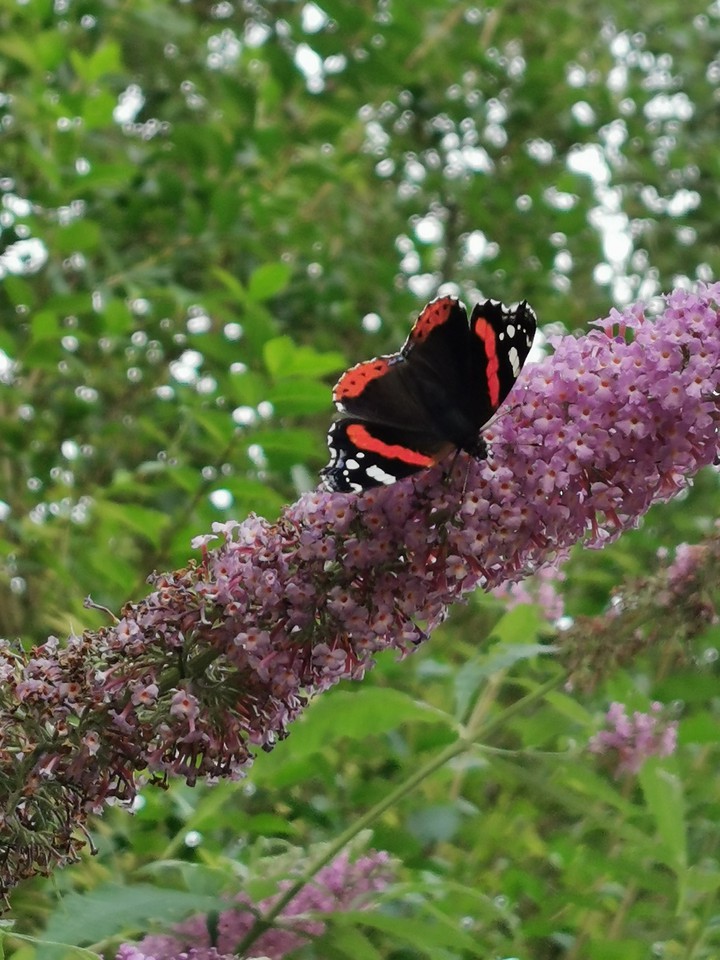 butterfly