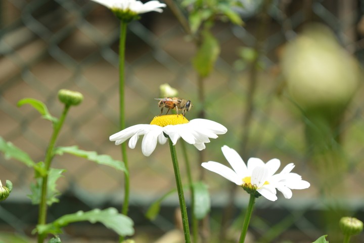 Queen Bee