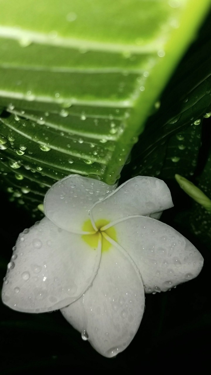 কাঠগোলাপ