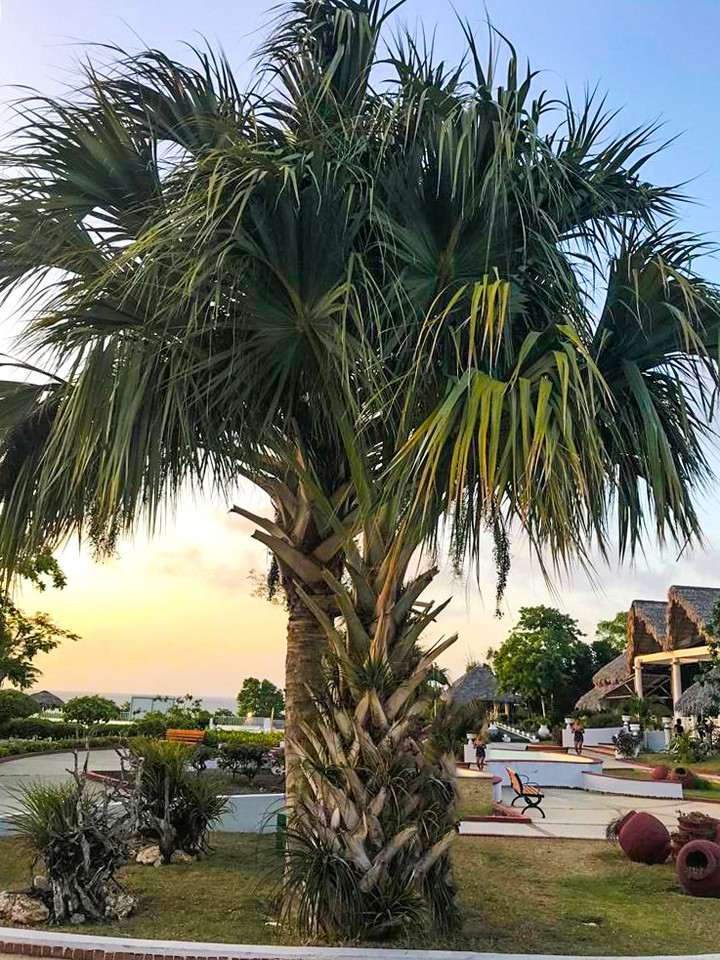 palm