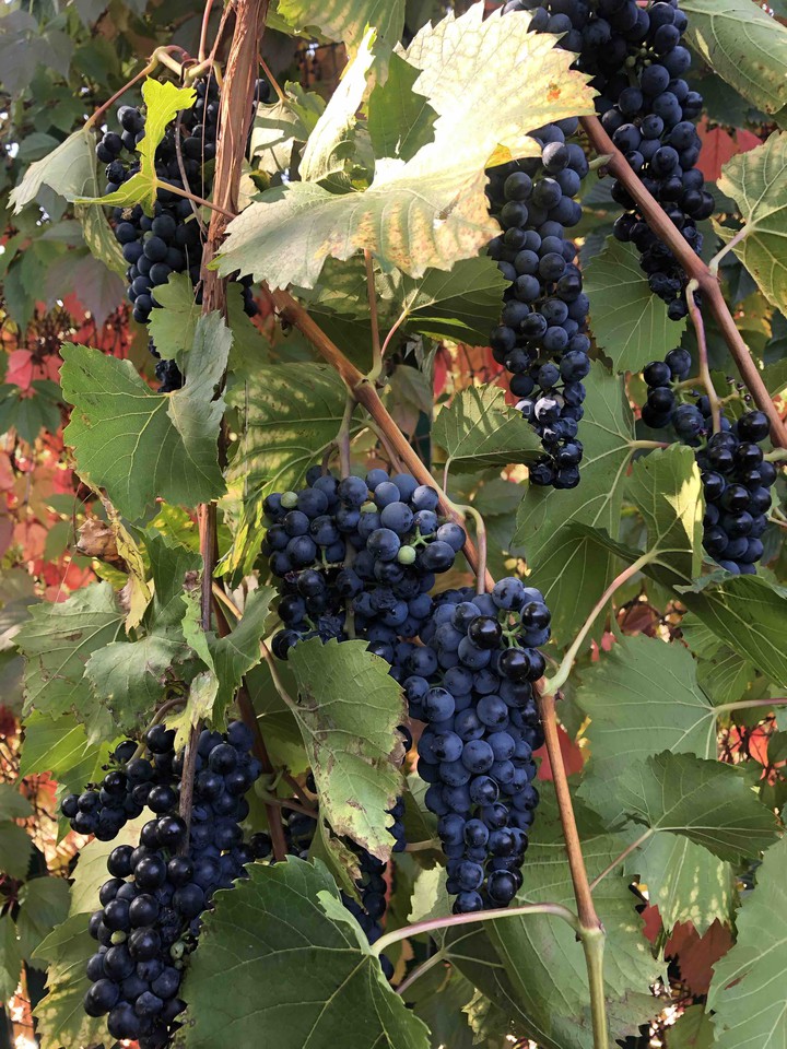 Bunch of Grapes