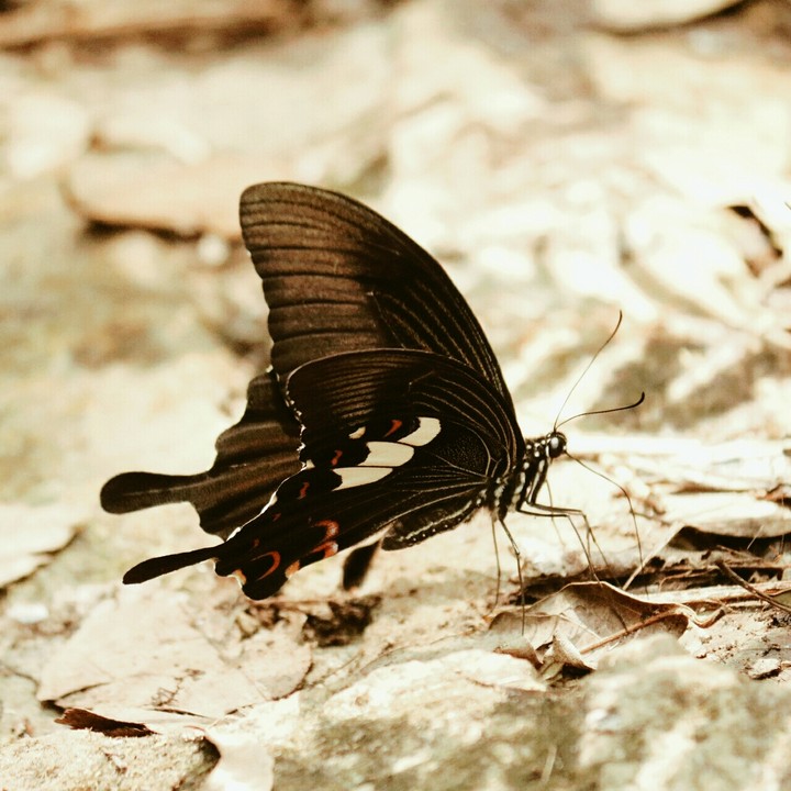 Butterfly
