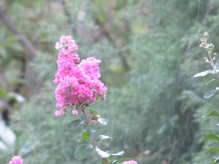 Beautiful Flower in the rain
