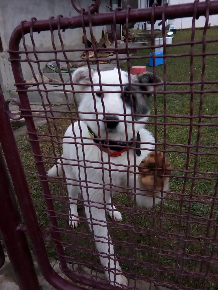 buna !