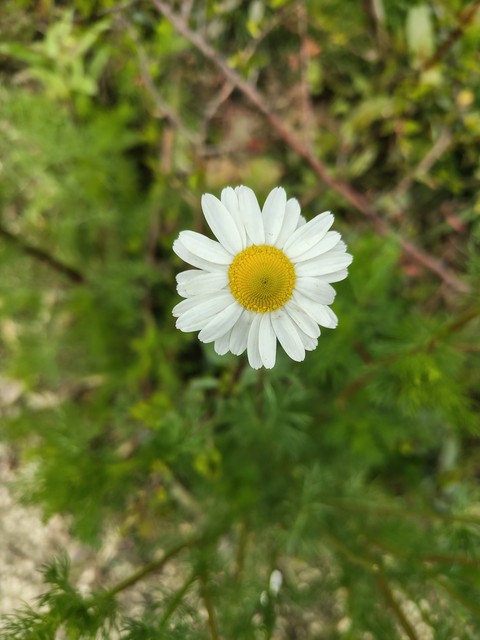 тапети flower, chamomile