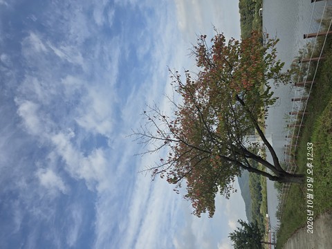 tapety cloud, apples