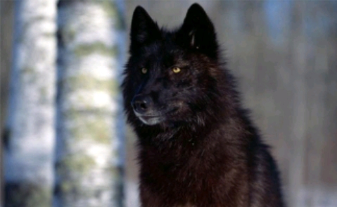 lobo