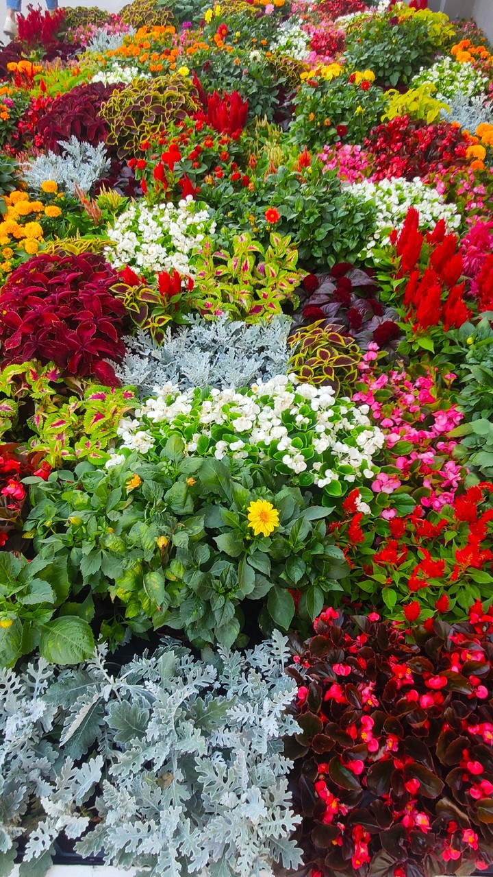 Bright flowers