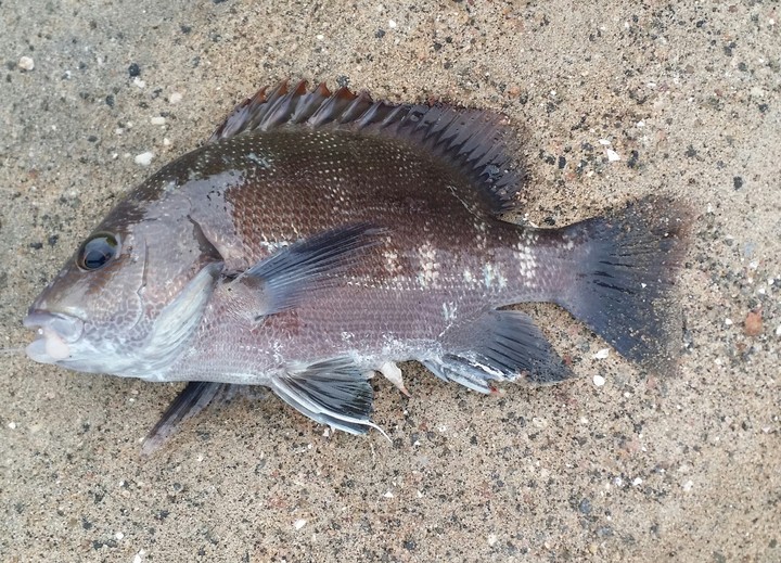 Acanthopagrus schlegelii