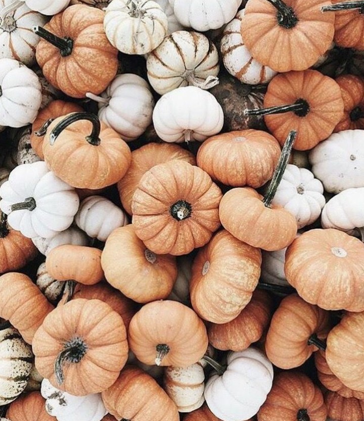 pumpkin
