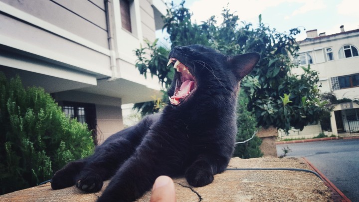he is night