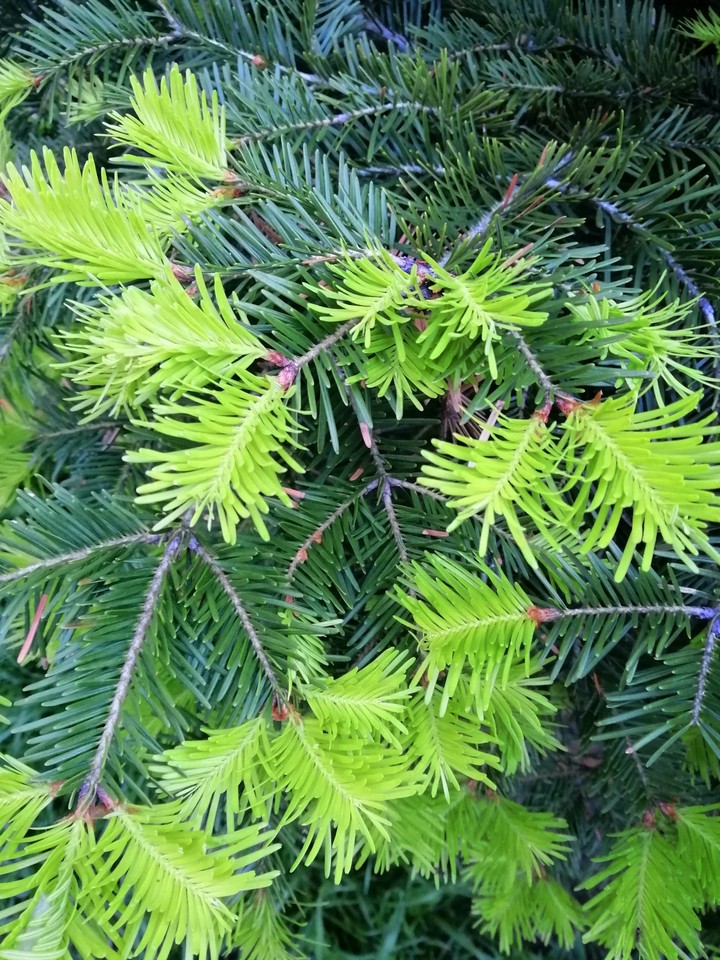 New year tree