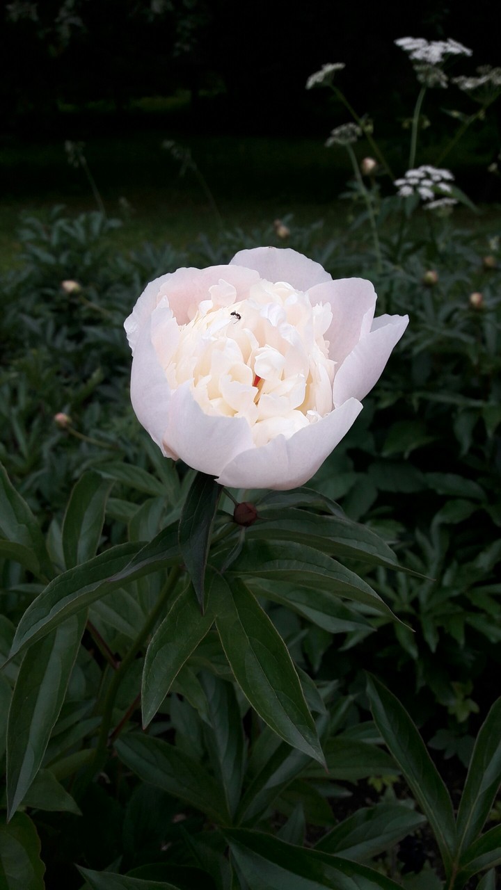Pion