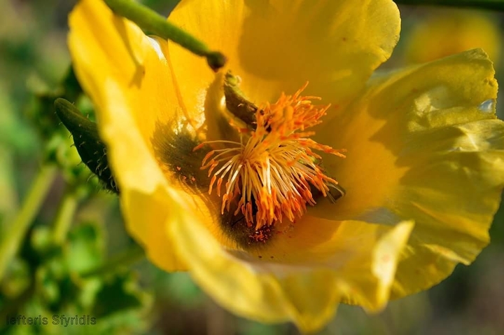 Mystery flower