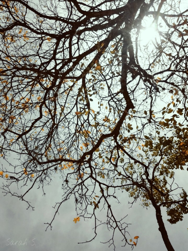 autumn