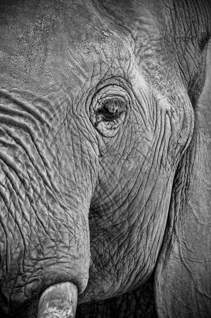 Elephant Closeup