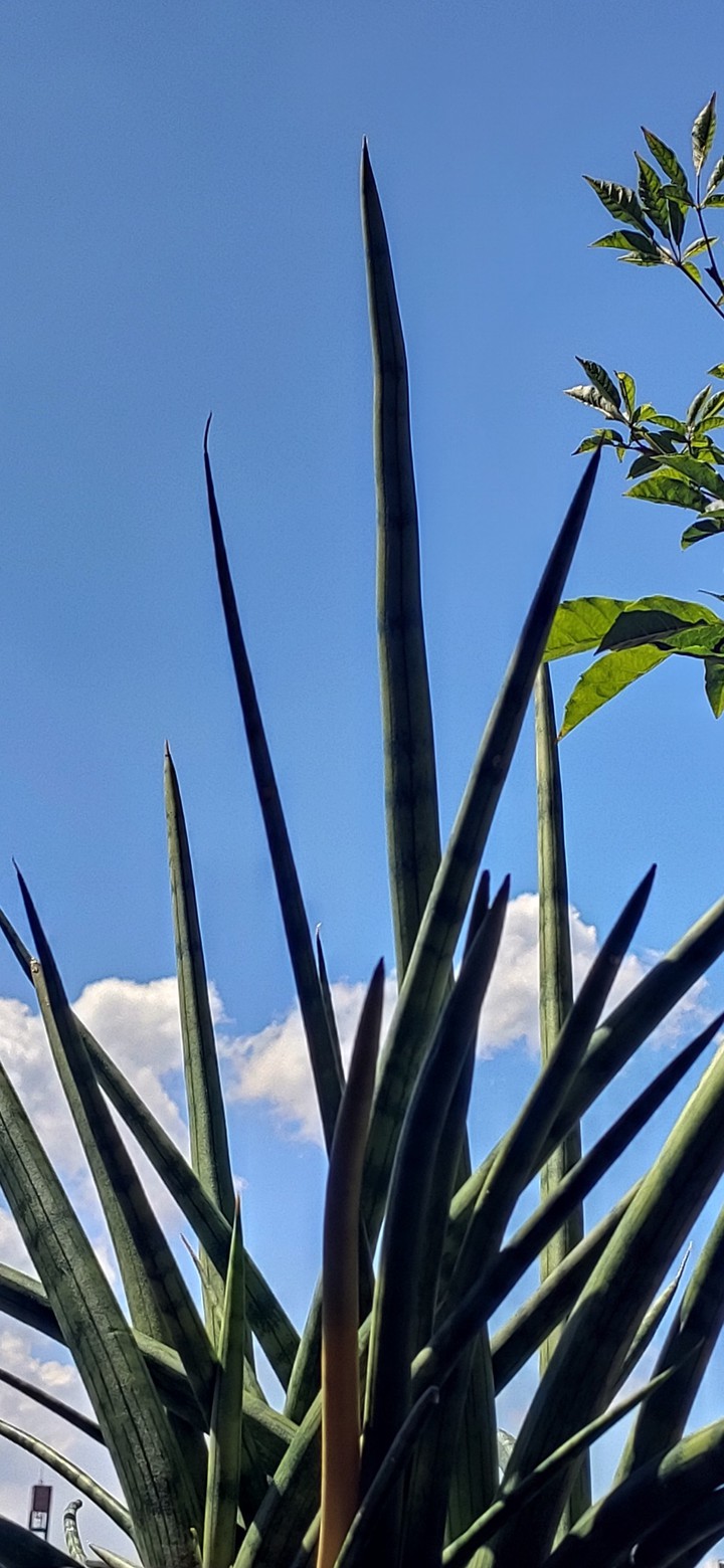 lindo