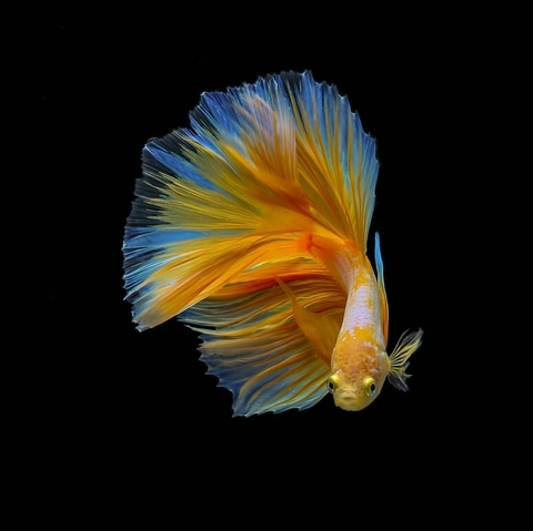 Betta_fish