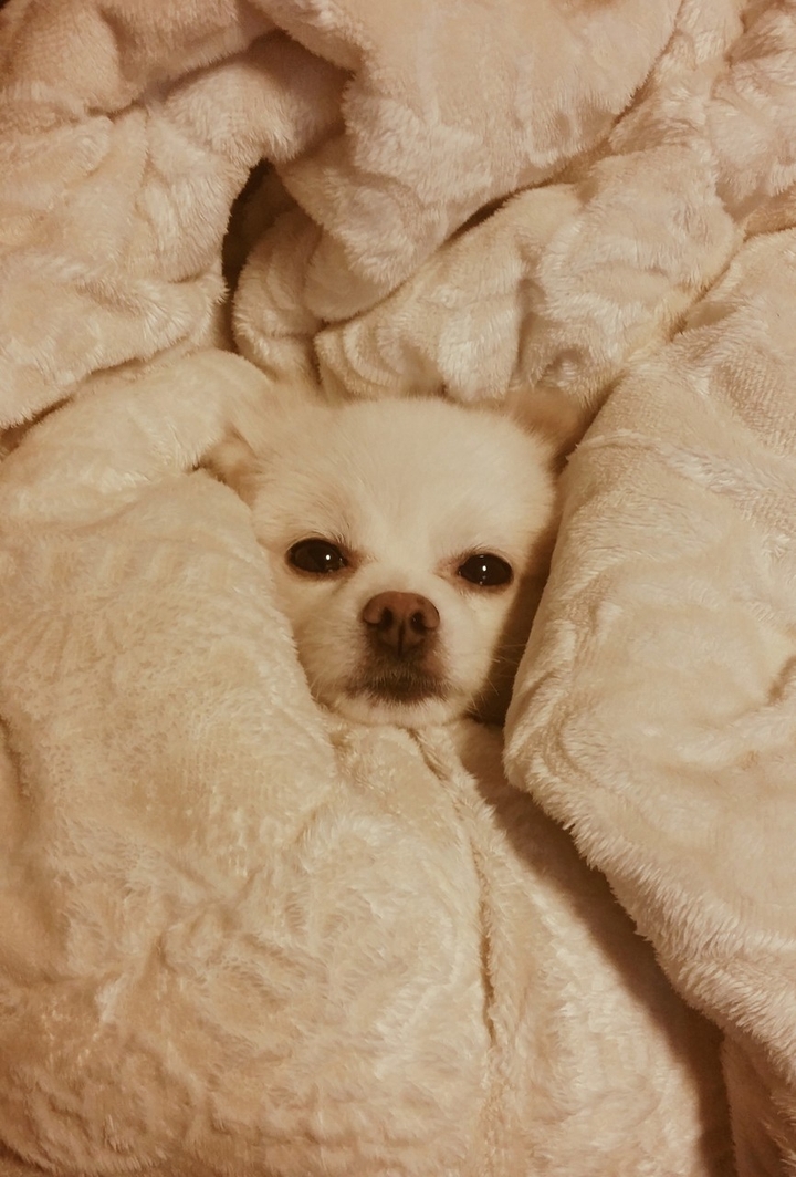 cute, but could I have one?carries