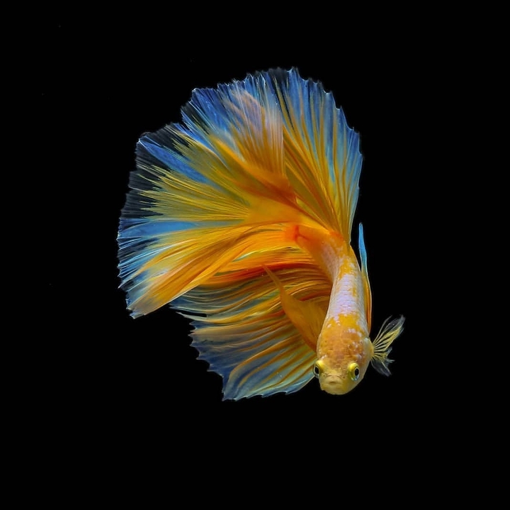 Betta_fish