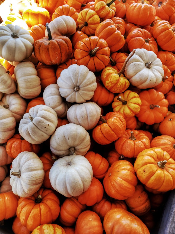 mini pumpkins 2