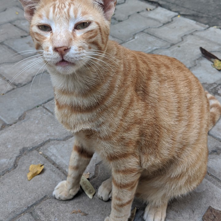 #cat