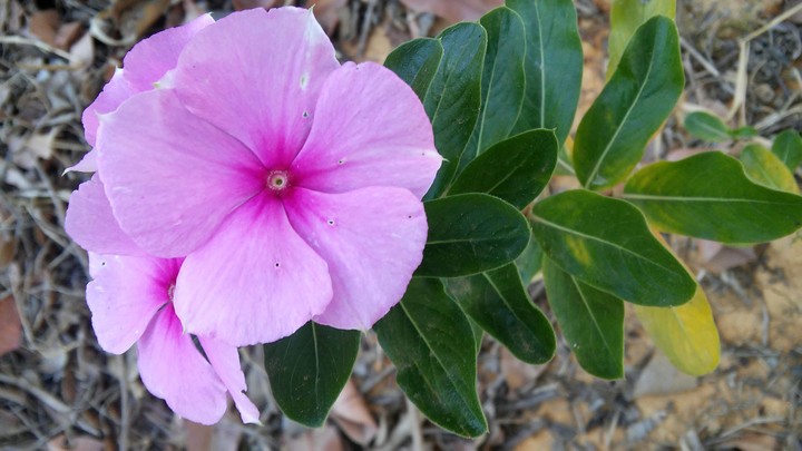Flores da Primavera 02