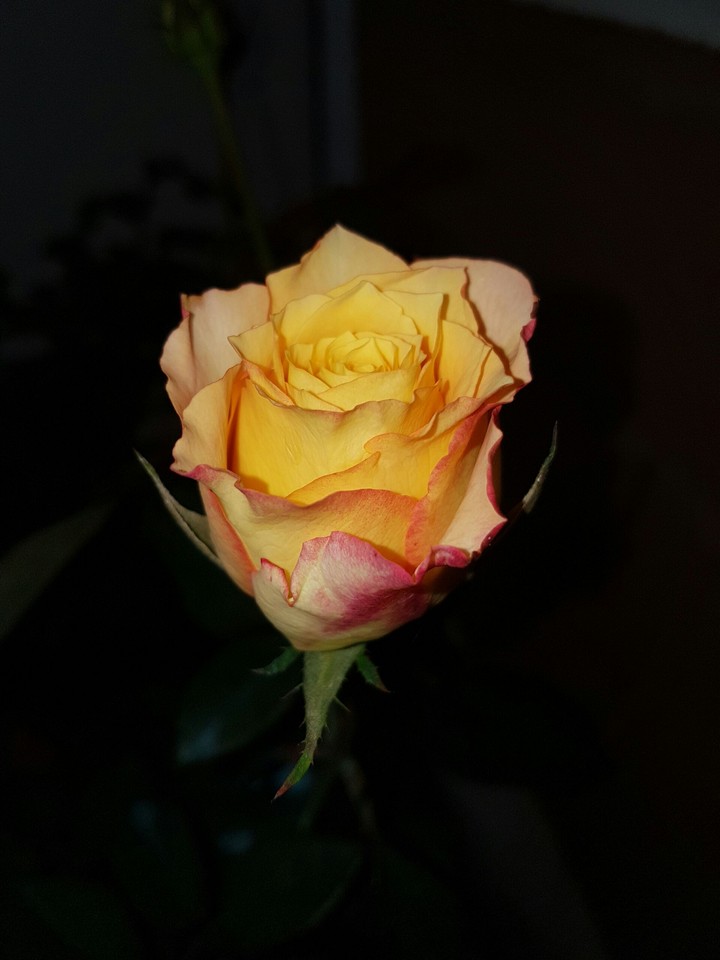 Roses